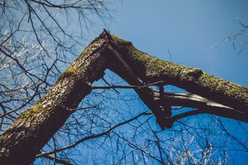 Photography of Broken Bough