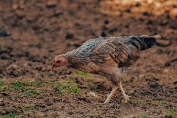 Photography of Brown Chicken