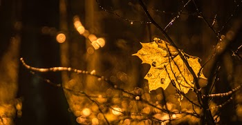 Photography of Brown Leaf