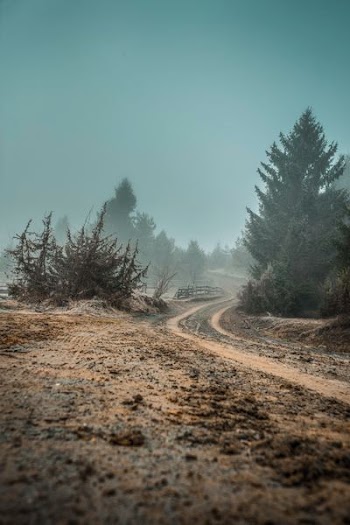 photography of brown road between green leaf trees