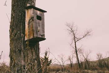Photography of Brown Wooden Birdhouse
