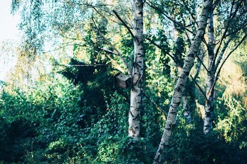 photography of brown wooden birdhouse surrounded by brown trees at daytime