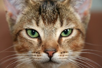 Photography of Cat