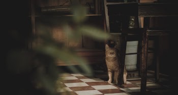 Photography of Cat Near Chair