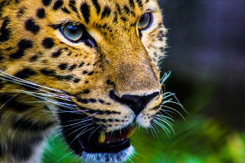 Photography Of Cheetah
