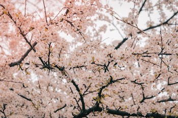 Photography of Cherry Blossom
