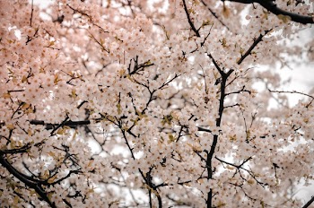 Photography of Cherry Blossom
