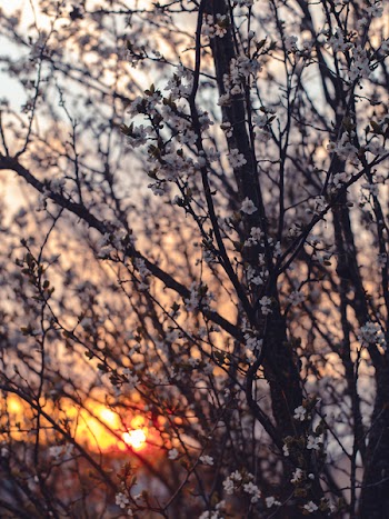 Photography of Cherry Blossom Flowers During Sunset