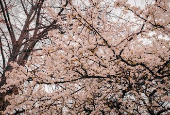 Photography of Cherry Blossoms