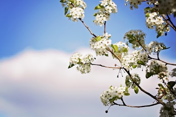Photography of Cherry Blossoms