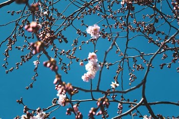 photography of cherry blossoms outdoors