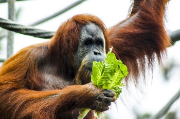 Photography of Chimpanzee