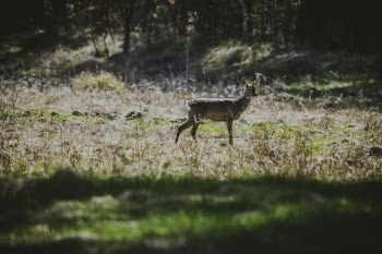 Photography of Deer in the Field