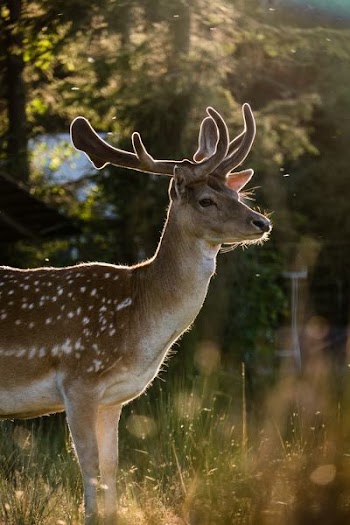 photography of deer shined by sunlight