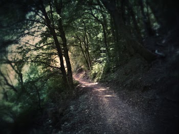 Photography of Dirt Road Surrounded by Trees