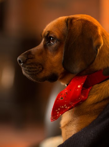 Photography of Dog Wearing Scarf