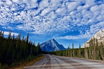 Photography of Empty Road Between Pine Trees during Cloudy Daytime