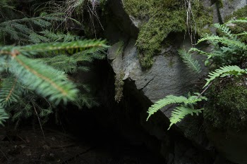 Photography of Fern Plants