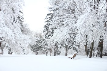 Photography Of Fir Trees Covered in SNow