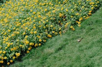 Photography of Flowers