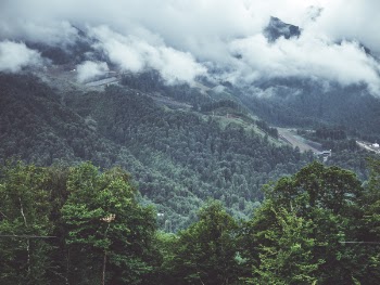Photography of Forest