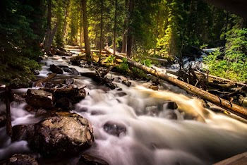 photography of forest