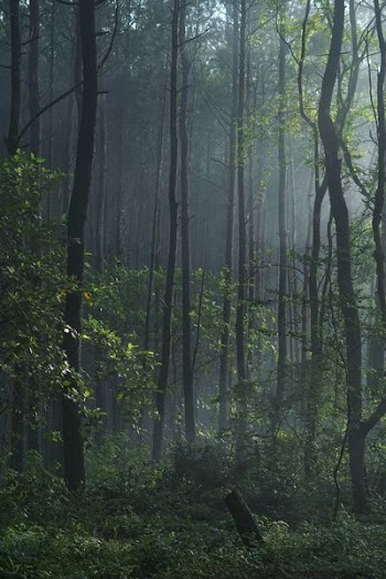 photography of forest trees