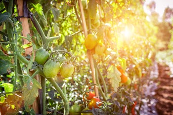 Photography of Fruits