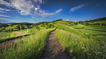 photography of grass field