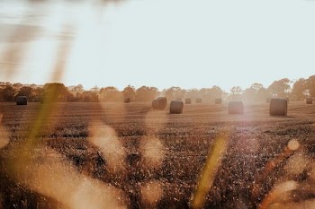 photography of grass field