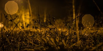 Photography of Grasses during Nighttime
