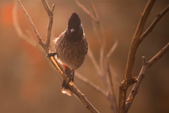 Photography of Gray Bird Perching on Branch