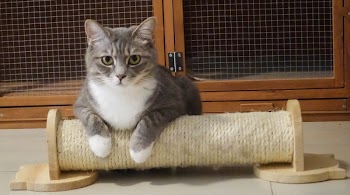 Photography of Gray Tabby cat