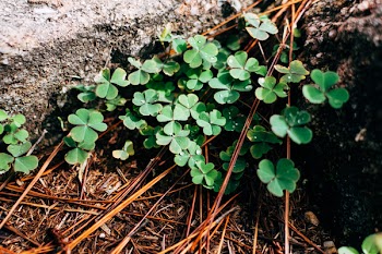 Photography of Green Clover Plants