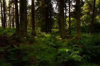 Photography of Green Forest