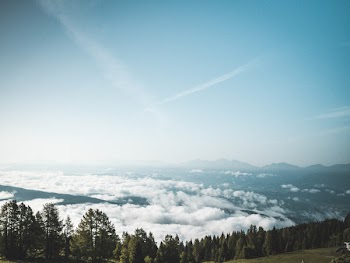 Photography of Green Forest