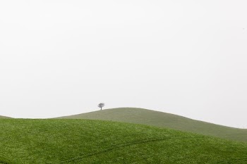 photography of green grass during daytime