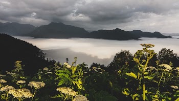 Photography of Green Leaf Plants With Mountain As Background