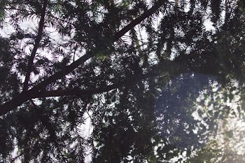 photography of green leafed tree