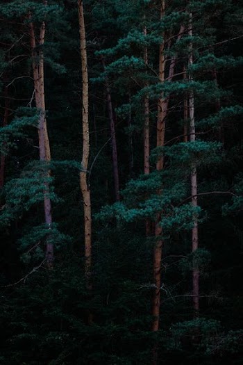 photography of green leafed trees at daytime