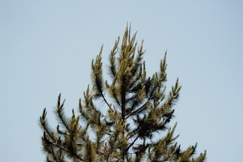 Photography of Green Tree