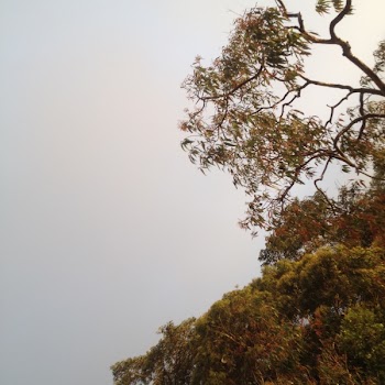 Photography of Green Trees