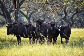 Photography of Group of Black Ox