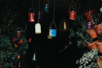 photography of hanging plant pots