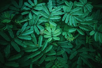 Photography of Leaves