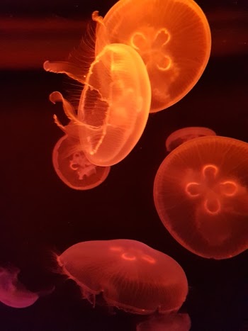 Photography Of Orange Jellyfishes