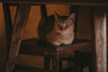 Photography of Orange Tabby Cat on Chair