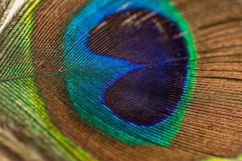 photography of peacock feather