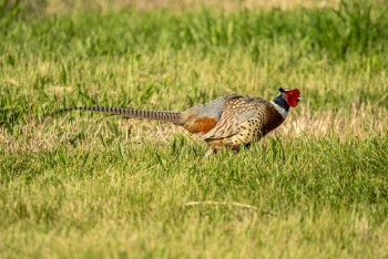 Photography of Pheasant Bird on Grass