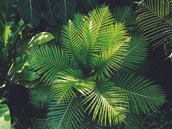 Photography of Plants